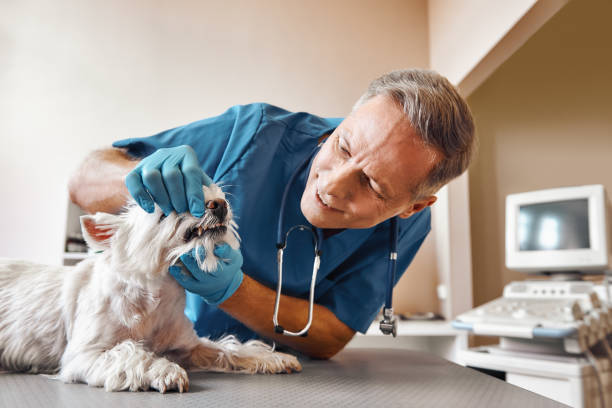 Best Emergency Dental Care for Abscessed Tooth in Camden, SC
